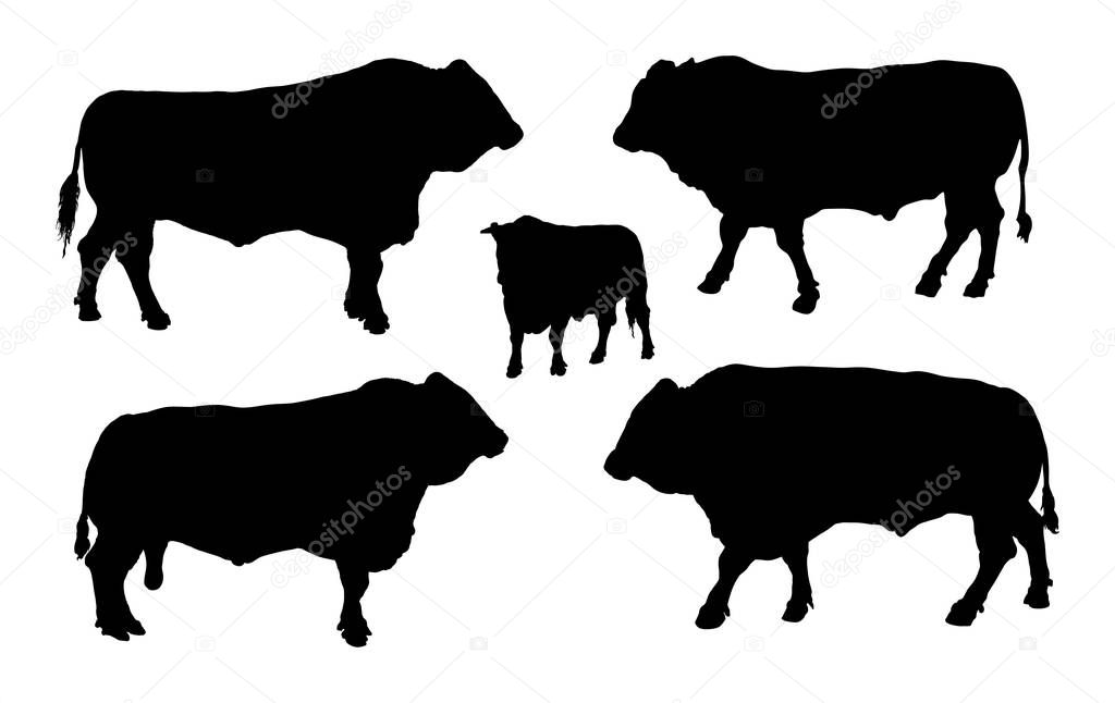 Standing adult bull vector silhouette illustration isolated on white background. Buffalo, bull group collection.