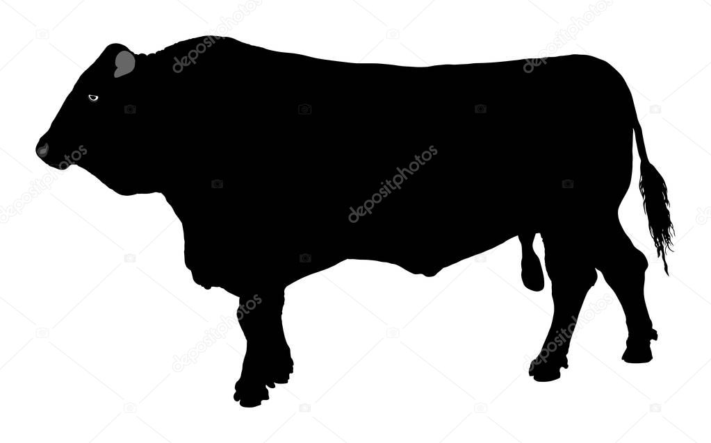 Standing adult bull vector silhouette illustration isolated on white background. Breeding bull.  quality genetic material for insemination.