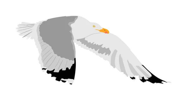 Seagull Muška Izolovaná Bílém Pozadí Křídla Šíří Ptačí Silueta Symbol — Stockový vektor