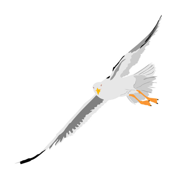 Seagull fly vector isolated on white background, wings spread. Bird fly silhouette. Freedom symbol of liberty. Fish hunter flying.