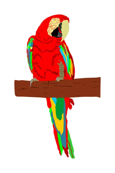 Macaw Papegoja Vektor Isolerad Vit Bakgrund Illustration Sittande Ara Realistiska — Stock vektor