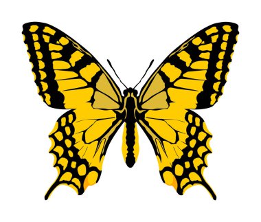 Monarch Butterfly vektör yaz ve doğanın güzelliğini temsil eden uçan bir göçmen böcek kelebekler olarak üst görünümünde açık kanatları ile. Kelebek illüstrasyon ve dövme işareti.