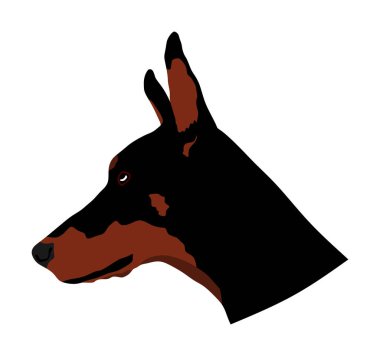Doberman Pincher vektör illüstrasyon portresi izole. Alman askeri koruyucu köpeği. Uyuşturucu kaçakçılığından köpek. Köpek dikkat edin.