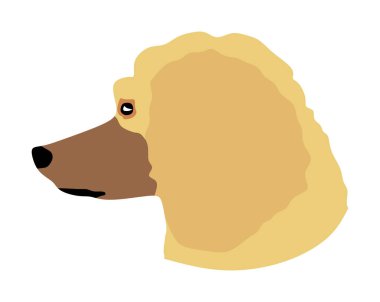 Royal Poodle vektör illüstrasyon portresi izole. Fransız kanişi vardı. Asil köpek.