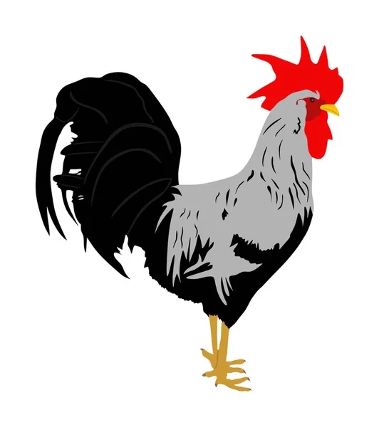 优雅的公鸡矢量插图隔离在白色背景上 泰国鸡肉有机食品 农场香鸡公鸡 泰国战斗机鸟 有机食品符号 — 图库矢量图片