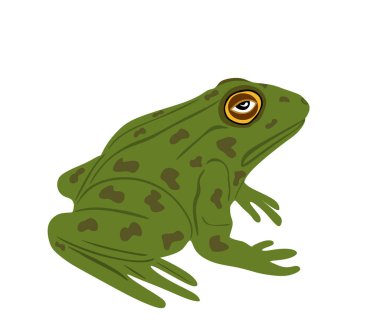 Kurbağa vektör çizimi beyaz arkaplanda izole edildi. Hayvan sembolü, amfibi zoolojisi. 
