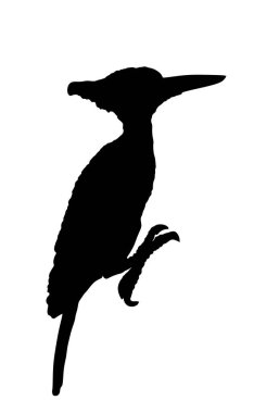 Ağaçkakan vektör silüeti beyaz arkaplanda izole edilmiş. Orman kuşu sembolü.