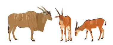 Wild  antelope family  vector, Common eland.  Southern eland antelope drinking water, grassing and guard watch against predator. Zoo attraction from Africa. Male and two female African antelope.  clipart