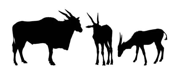 Taurotragusストックベクター ロイヤリティフリーtaurotragusイラスト Depositphotos