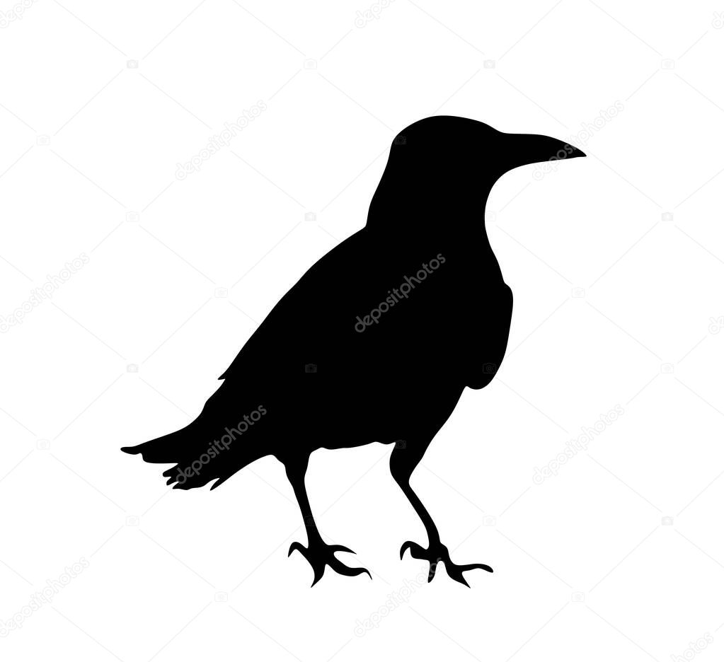 Crow vector silhouette isolated on white background. Black bird raven symbol.