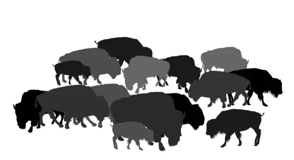 Dirigido Silhueta Vetorial Bison Ilustração Isolada Fundo Branco Herd Buffalo — Vetor de Stock