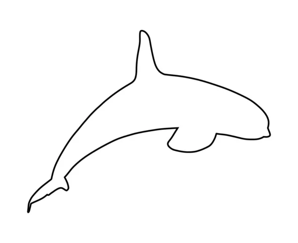キラージンベエザメのラインコンターは 白い背景に隔離されたウォーターベクトルシルエットのイラストからジャンプします Orcinus Orca 水中生活 水泳プールのオルカ — ストックベクタ