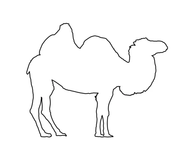 Контурный Силуэт Верблюжьей Векторной Линии Изолирован Белом Верблюжья Векторная Иллюстрация — стоковый вектор