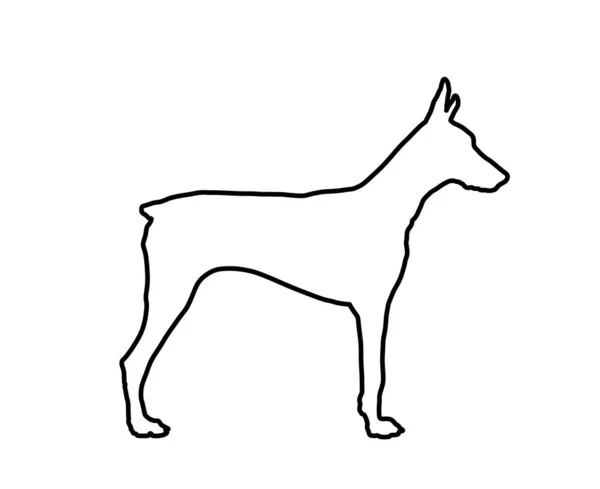 Doberman Pincher Perro Línea Contorno Vector Ilustración Aislado Perro Guardián — Archivo Imágenes Vectoriales