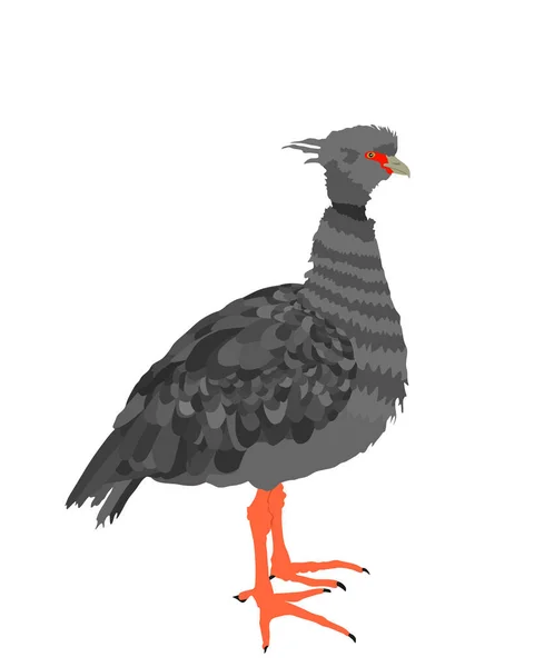 Illustration Vectorielle Oiseau Crieur Sud Isolée Sur Fond Blanc Torquata — Image vectorielle