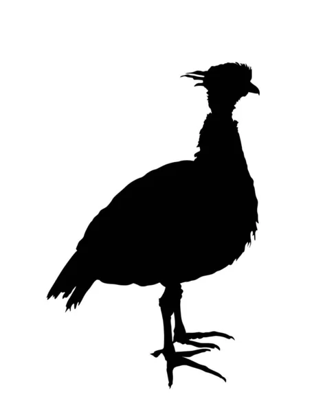 Silhouette Vectorielle Oiseau Crieur Méridional Isolée Sur Fond Blanc Torquata — Image vectorielle