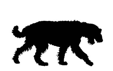 Airedale Terrier vektör siluetinin portresi izole edildi. Büyük teriyer cinsi. Safkan köpek şovu şampiyonuna dikkat et. En iyi arkadaşım. Dikkat, dikkat!.