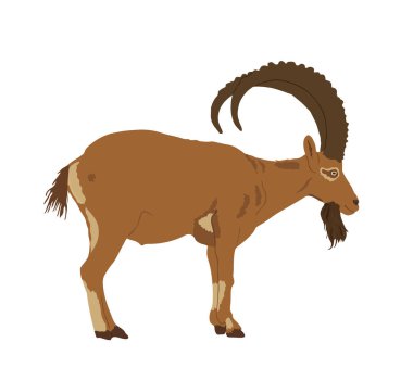 Keçi dağ keçisi vektör çizimi beyaz arkaplanda izole edildi. Dağ hayvanı..