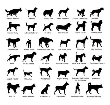 Beyaz arka planda izole edilmiş büyük köpek çiftleşmesi vektör silueti: Amerikan Staffordshire, pitbull terrier, tel tilki terrier, Welsh corgi Pembroke ve hırka, Manchester terrier...