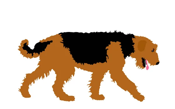 Изолированный Портрет Векторной Иллюстрации Airedale Terrier Большая Порода Терьеров Остерегайтесь — стоковый вектор