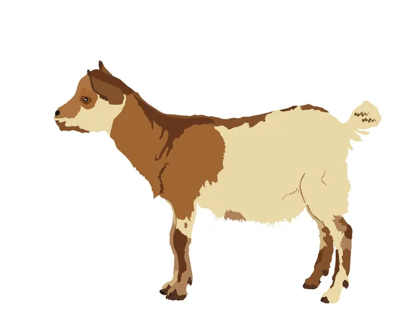 Goatling Vector Illustration Isolated White Background Little Baby Goat Kid — Stock Vector