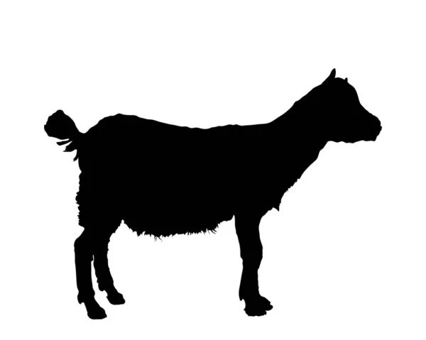 Goatling Vektor Siluett Illustration Isolerad Vit Bakgrund Liten Baby Get — Stock vektor