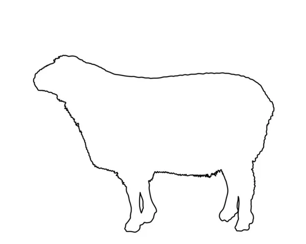 Sheep Vector Line Contour Silhouette Illustration Isolated White Lamb Meat — Stock Vector