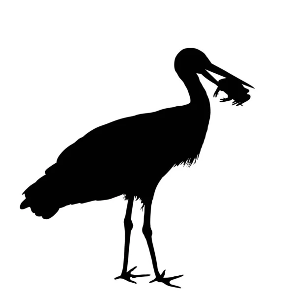 Chasse Cigogne Manger Grenouille Vecteur Silhouette Illustration Isolé Sur Fond — Image vectorielle