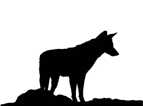 Silueta Vectorial Chacal Aislada Sobre Fondo Blanco Coyote Observar Rezar — Vector de stock