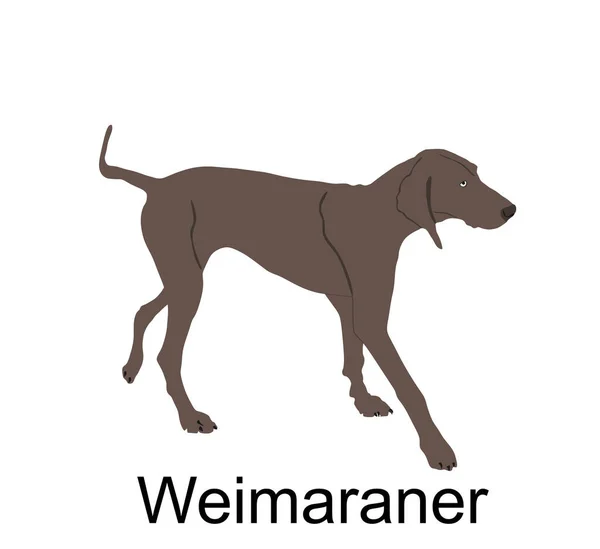 Lovecký Pes Weimaraner Vektorové Ilustrace Izolované Bílém Pozadí Bird Hunter — Stockový vektor