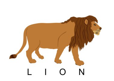 Aslan vektör çizimi beyaz arkaplanda izole edildi. Hayvan kralı. Büyük kedi. Afrika 'nın gururu. Leo Zodiac sembolü. Vahşi yaşam yırtıcısı. 