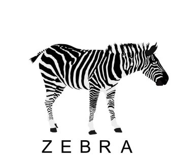 Zebra vektör çizimi beyaz arkaplanda izole edildi. Hayvanat bahçesi cazibesi, Afrika 'dan gelen hayvan.
