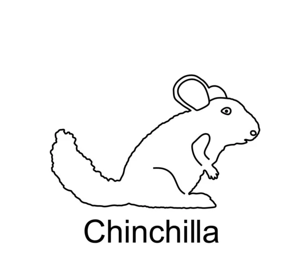 Chinchilla Διανυσματική Γραμμή Περίγραμμα Εικόνα Απομονώνονται Λευκό Φόντο Χαριτωμένο Μικρό — Διανυσματικό Αρχείο