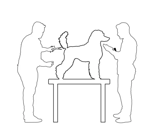 プロのグルーミングチームは 白の背景に隔離された新郎サルーンベクトルライン輪郭シルエットで机の上にフランスのロイヤルプールチャンピオン犬の美容 ペットの衛生管理 — ストックベクタ