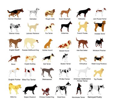 Beyaz arka planda izole edilmiş büyük köpek cinsi koleksiyon vektör çizimi: Amerikan Staffordshire, pitbull terrier, tel tilki terrier, Welsh corgi Pembroke ve hırka, Manchester terrier...