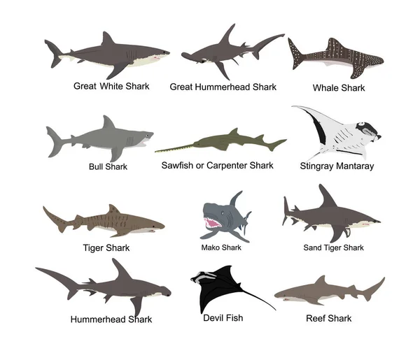 Collection Illustration Jeu Requins Isolé Sur Blanc Grand Requin Blanc — Image vectorielle