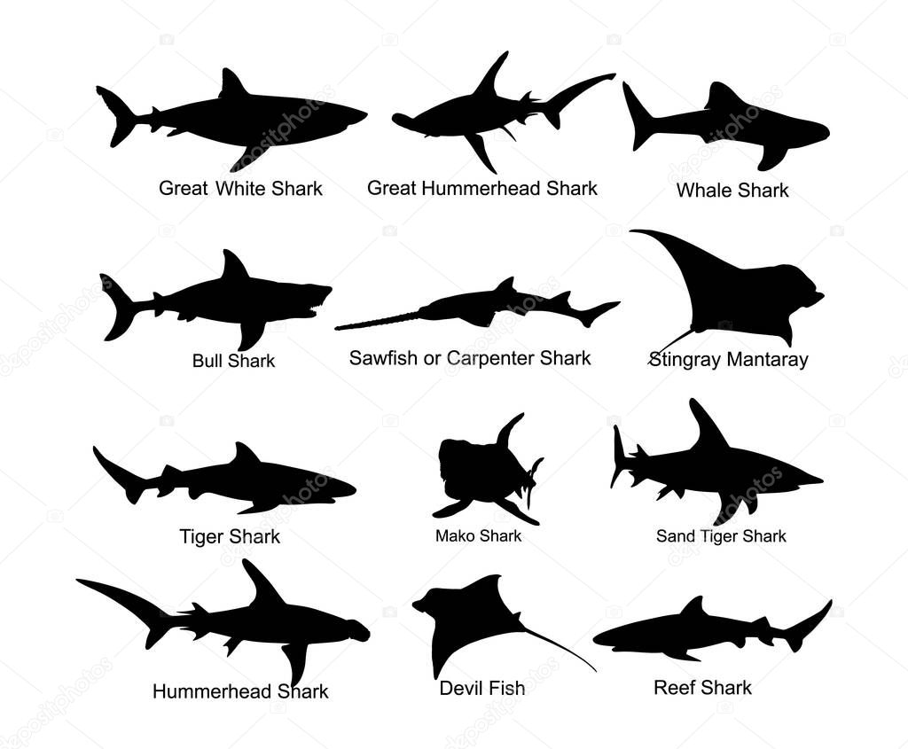 Collection of shark set silhouette isolated on white. Great white, bull shark, devil ray, hammerhead, stingray, manta ray, reef shark symbol, whale shark, saw fish. Predator fish in sea, ocean.