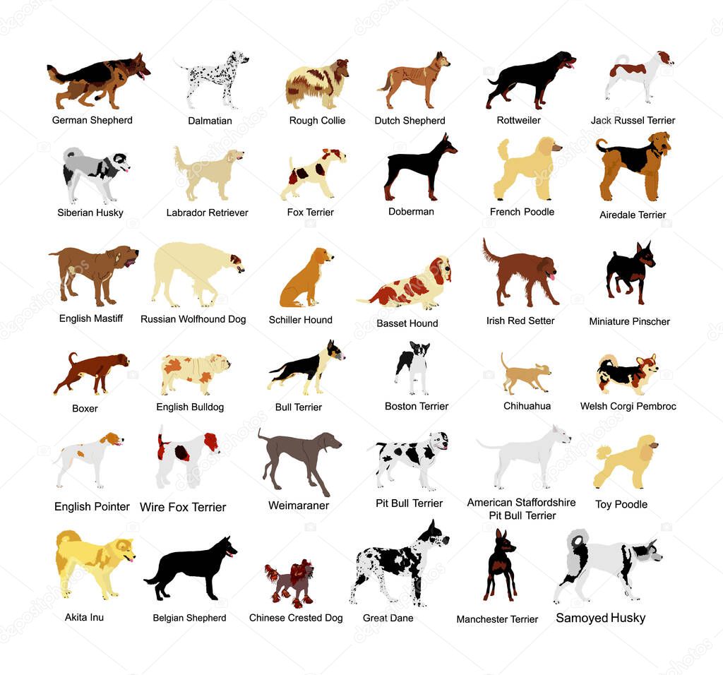 Large dog breed set collection vector illustration isolated on white background: american Staffordshire, pit bull terrier, wire fox terrier, welsh corgi Pembroke and cardigan, Manchester terrier...
