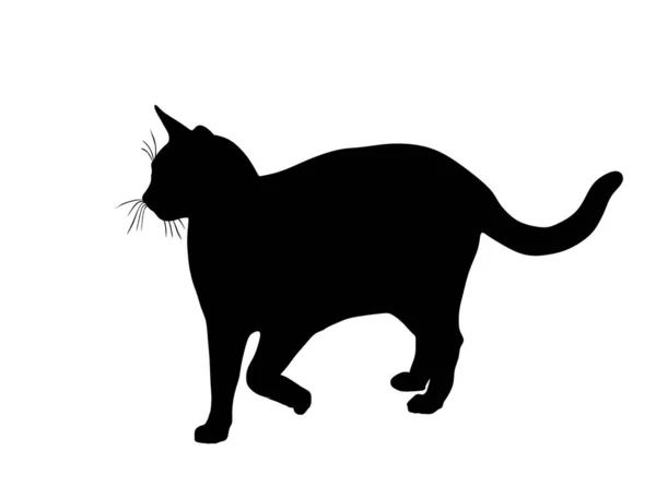 Gato Doméstico Caminando Silueta Vector Ilustración Aislado Sobre Fondo Blanco — Vector de stock