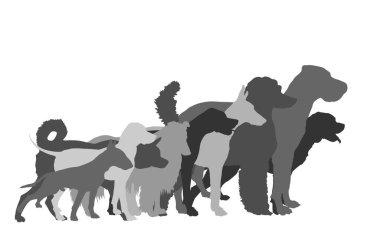 Veteriner kliniği vektör siluetini bekleyen bir sürü köpek var. Beyaz renkte izole edilmiş bir sürü köpek çizimi. Dalmaçyalı, Kaniş, Rottweiler, Büyük Danua, Doberman, Sert Collie İskoç Çobanı