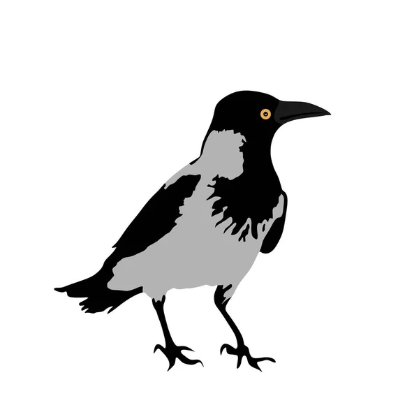 Ilustración Vectorial Crow Aislada Sobre Fondo Blanco Negro Pájaro Cuervo — Vector de stock