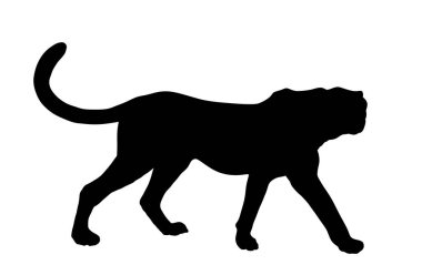 Beyaz arka planda izole edilmiş çita vektör çizimi. Büyük kedi, gezegendeki en hızlı hayvan. Afrika safari hayvanı. Zarif Gepard.