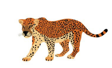 Jaguar vektör çizimi beyaz arkaplanda izole edildi. Büyük kedi, Amerika 'dan gelen sessiz avcı. Güzel hayvan..