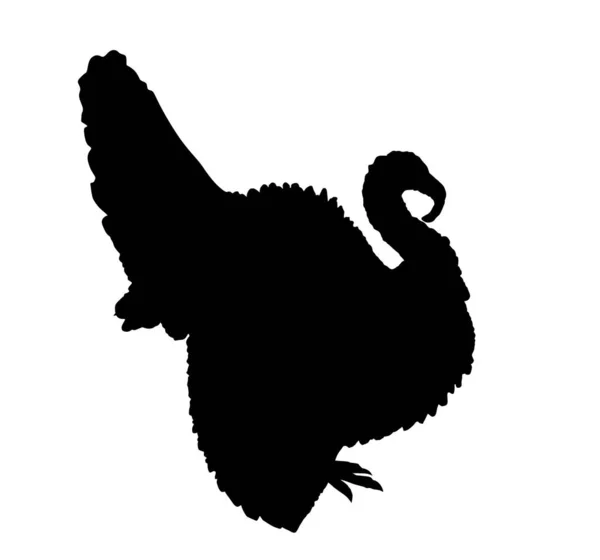 Wild Kalkoen Vector Silhouet Illustratie Geïsoleerd Witte Achtergrond Meleagris Gallopavo — Stockvector