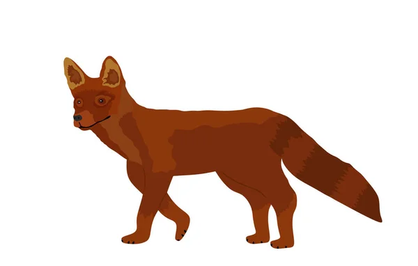 Illustration Vectorielle Renard Rouge Isolée Sur Fond Blanc Prédateur Animal — Image vectorielle