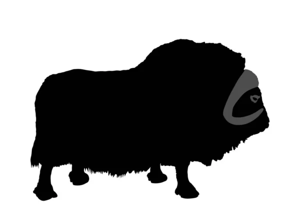 Ilustração Silhueta Vetorial Muskox Isolada Sobre Fundo Branco Carne Boi —  Vetores de Stock