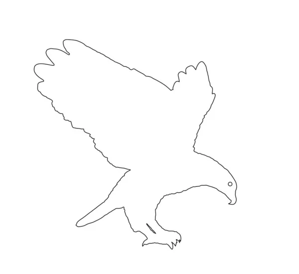 Illustration Silhouette Contour Ligne Vectorielle Aigle Tête Blanche Isolée Sur — Image vectorielle