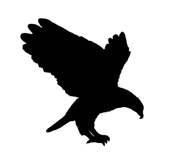 Ilustración Silueta Vector Volador Águila Calva Aislada Sobre Fondo Blanco — Archivo Imágenes Vectoriales