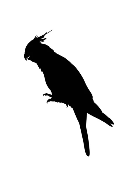 Illustrazione Della Silhouette Vettoriale Del Pappagallo Cockatiel Isolata Sfondo Bianco — Vettoriale Stock