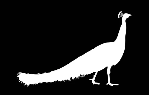 White Peacock Vektor Silhouette Illustration Isoliert Auf Schwarzem Hintergrund Glamour — Stockvektor